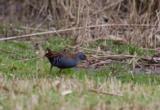 The European Water Rail is a permenant resident here in the UK, numbers augmented by european migrants in the winter.  This is a secretive bird, particularly in the breeding season.  They are mainly heard and not seen at this time of year.  During the winter is the more likely time to spot this bird, particularly in freezing conditions as it pushes them to the edges of the reedbeds.