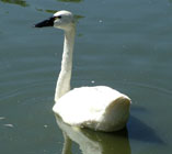 Description to come soon!