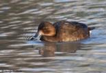 The Hardhead duck, sometimes still referred to as the White eyed duck, is the only true diving duck found in Australia.  They are a common bird, and like other members of the pochard group, they feed by diving deeply for the aquatic creatures they feed off of.  As a general rule these birds avoid costal waters.