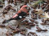 The white winged crossbill is a resident of the pine forests of North America, with their european counterpart spread across the northern regions of Europe and Asia.  With their specialist bills, they mainly eat the seeds of pine cones.  This bird is mainly resident, but will irrupt into more southern parts of the US when the food in their ranges runs scarce.  They seem to move around more than their european counterpart, the Two Barred Crossbill.</br></br>  What is interesting about this bird is that they are opportunistic breeders, meaning they breed whenever the conditions favor it and their food sources abundant.  They have been know to breed in all 12 months of the year, according to All About Birds website.