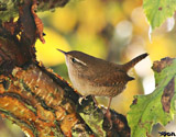 The wren is the most common of britain's breeding birds, and with the loudest voice by far in comparison to its size.  It's not britain's smallest bird, as that falls to the goldcrest, but this is still a remarkably tiny bird.  Most commonly located by its boisterous warbling call, it can easily be identified by its cocky little tail which is cocked up vertically.</br> Of the 27 eurasian subspecies and 12 north american subspecies, britain is home to 3 subspecies.  One is limited to the island of St. Kilda, another to Shetland, and the last to Fair Isle.</br> True to its latin name, during the harsh cold winters, it resides in dark holes or caves, sometimes huddling with other individuals to keep warm.